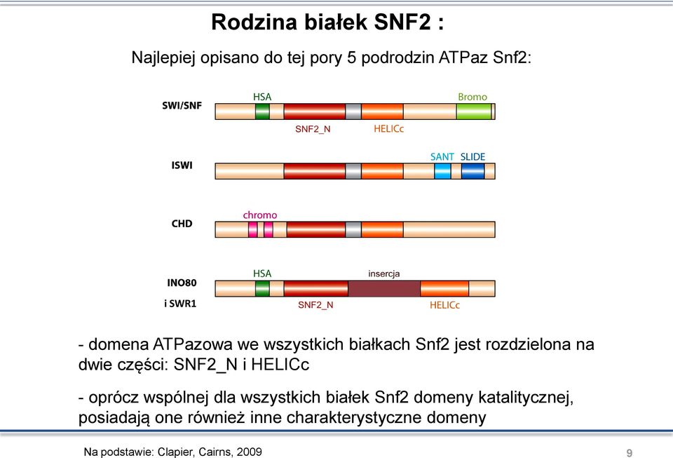 SNF2_N i HELICc - oprócz wspólnej dla wszystkich białek Snf2 domeny katalitycznej,