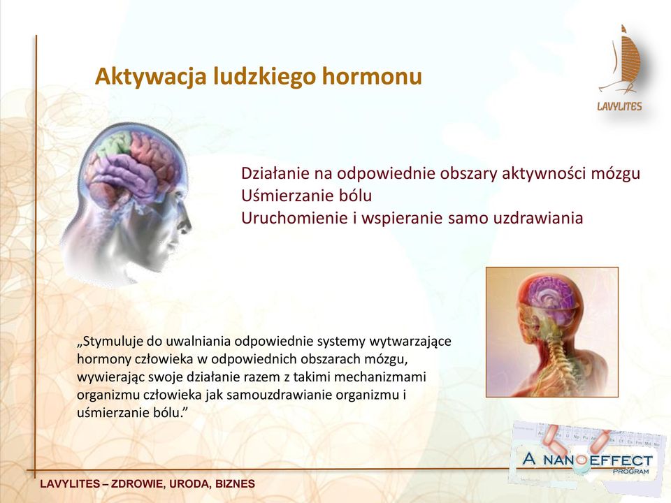 wytwarzające hormony człowieka w odpowiednich obszarach mózgu, wywierając swoje działanie