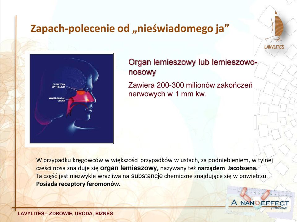 W przypadku kręgowców w większości przypadków w ustach, za podniebieniem, w tylnej cześci nosa