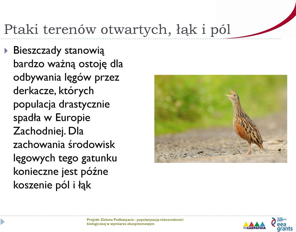 Dla zachowania środowisk lęgowych tego gatunku konieczne jest późne koszenie pól i łąk