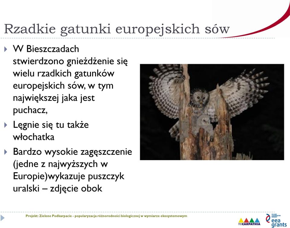 największej jaka jest puchacz, Lęgnie się tu także włochatka Bardzo