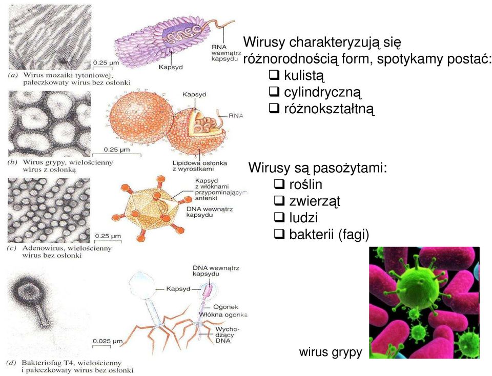 cylindryczną róŝnokształtną Wirusy są