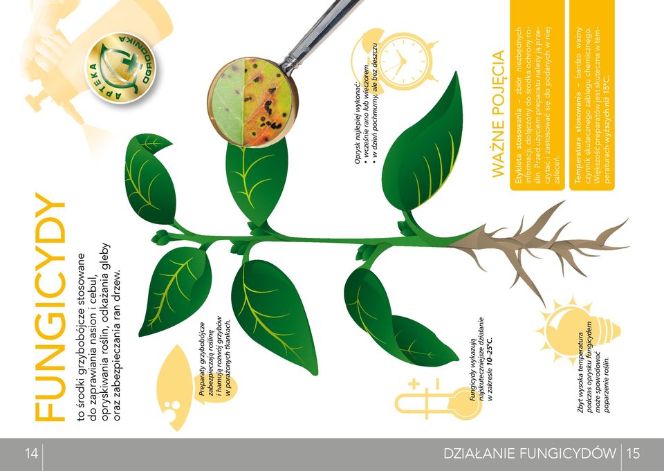 Zbyt wysoka temperatura podczas oprysku fungicydem może spowodować poparzenie roślin.