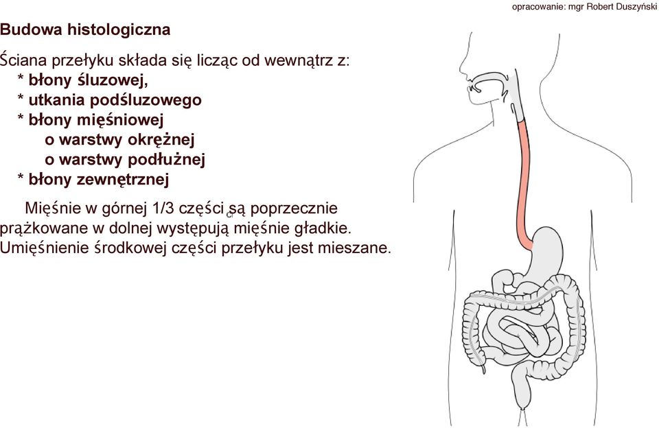 o warstwy podłużnej * błony zewnętrznej Mięśnie w górnej 1/3 części są poprzecznie
