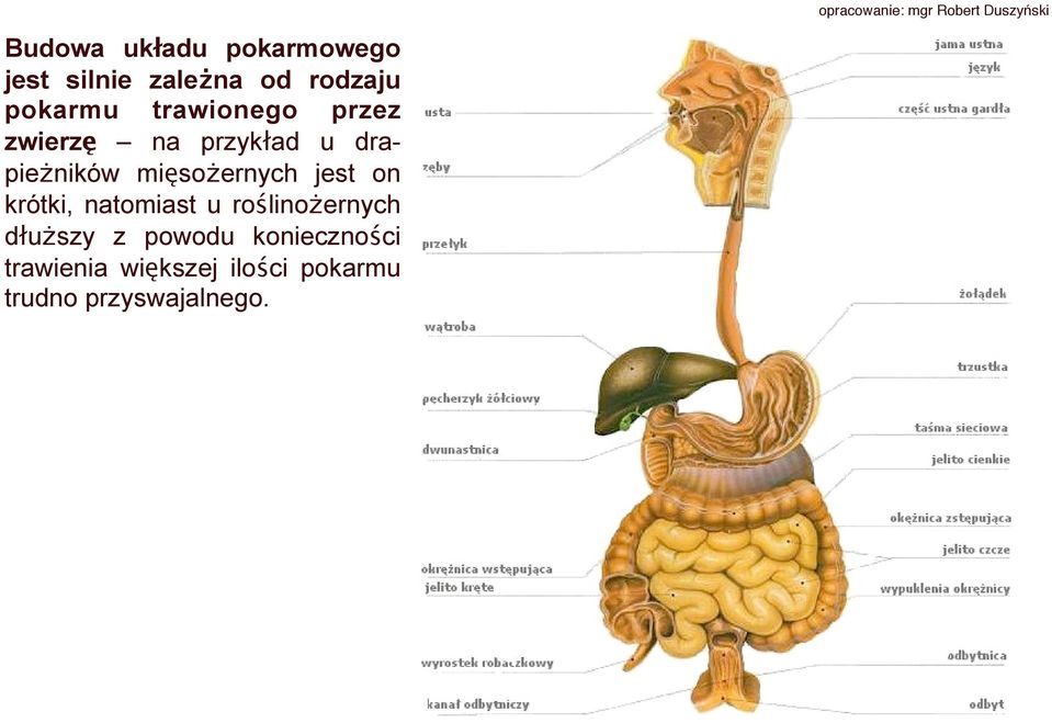 krótki, natomiast u roślinożernych dłuższy z powodu konieczności