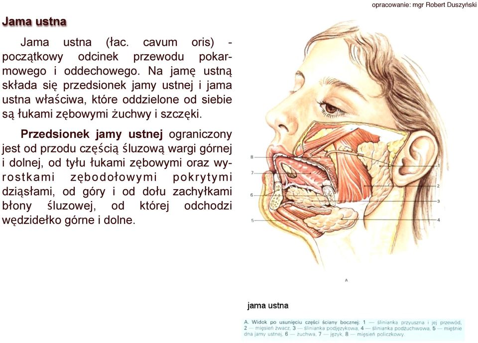 szczęki.