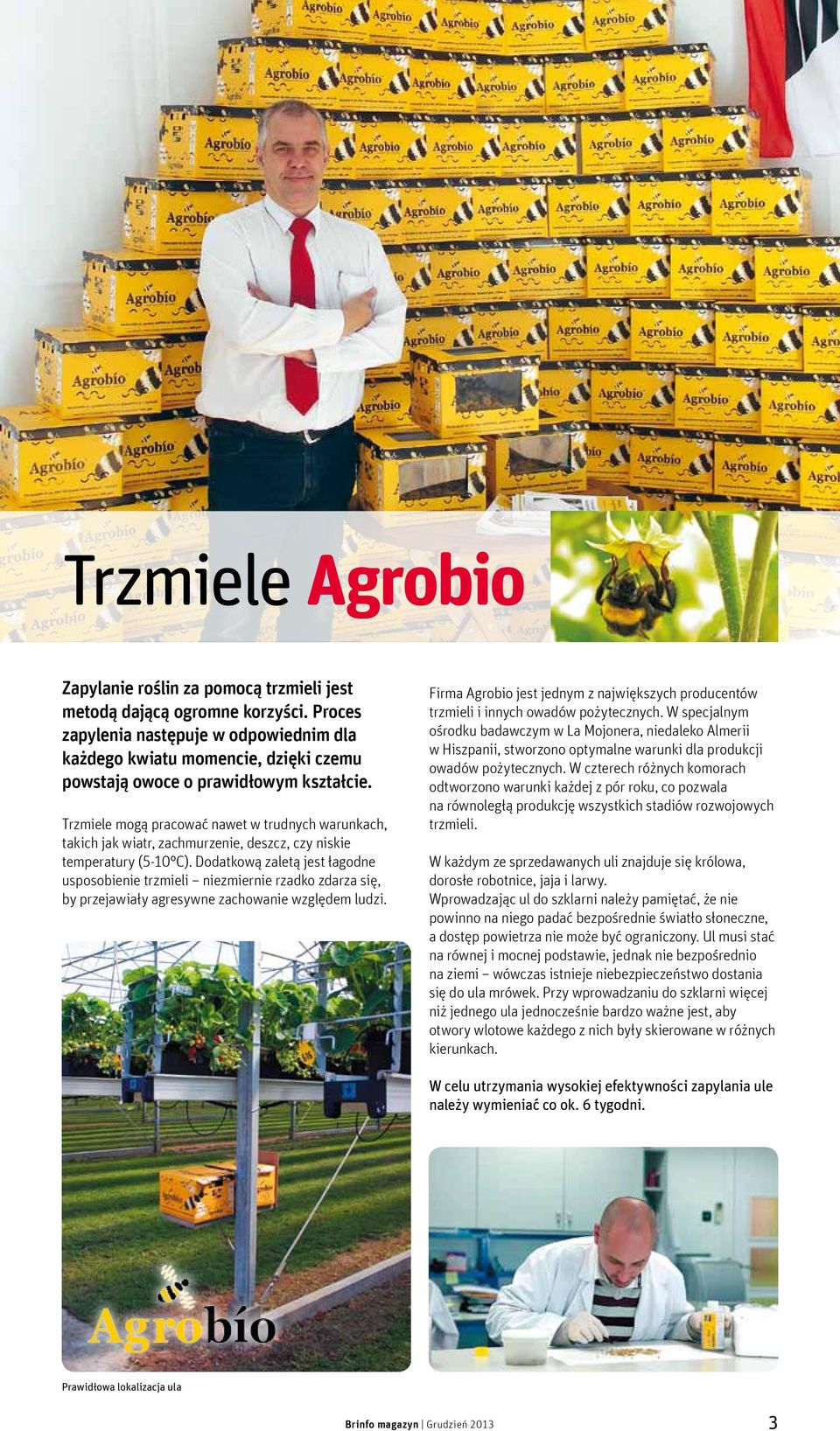 Trzmiele mogą pracować nawet w trudnych warunkach, takich jak wiatr, zachmurzenie, deszcz, czy niskie temperatury (5 10 C).