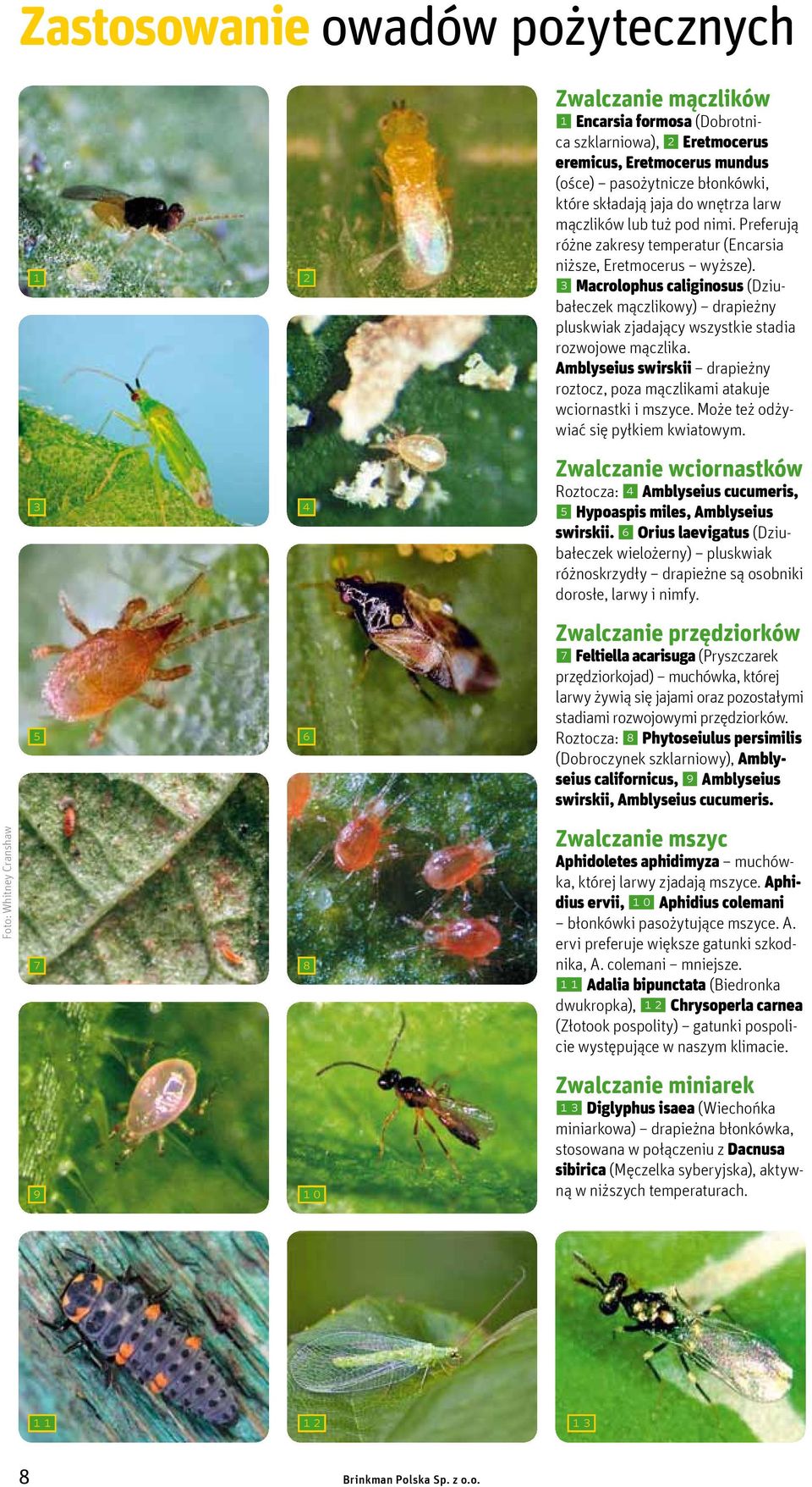 3 Macrolophus caliginosus (Dziubałeczek mączlikowy) drapieżny pluskwiak zjadający wszystkie stadia rozwojowe mączlika.