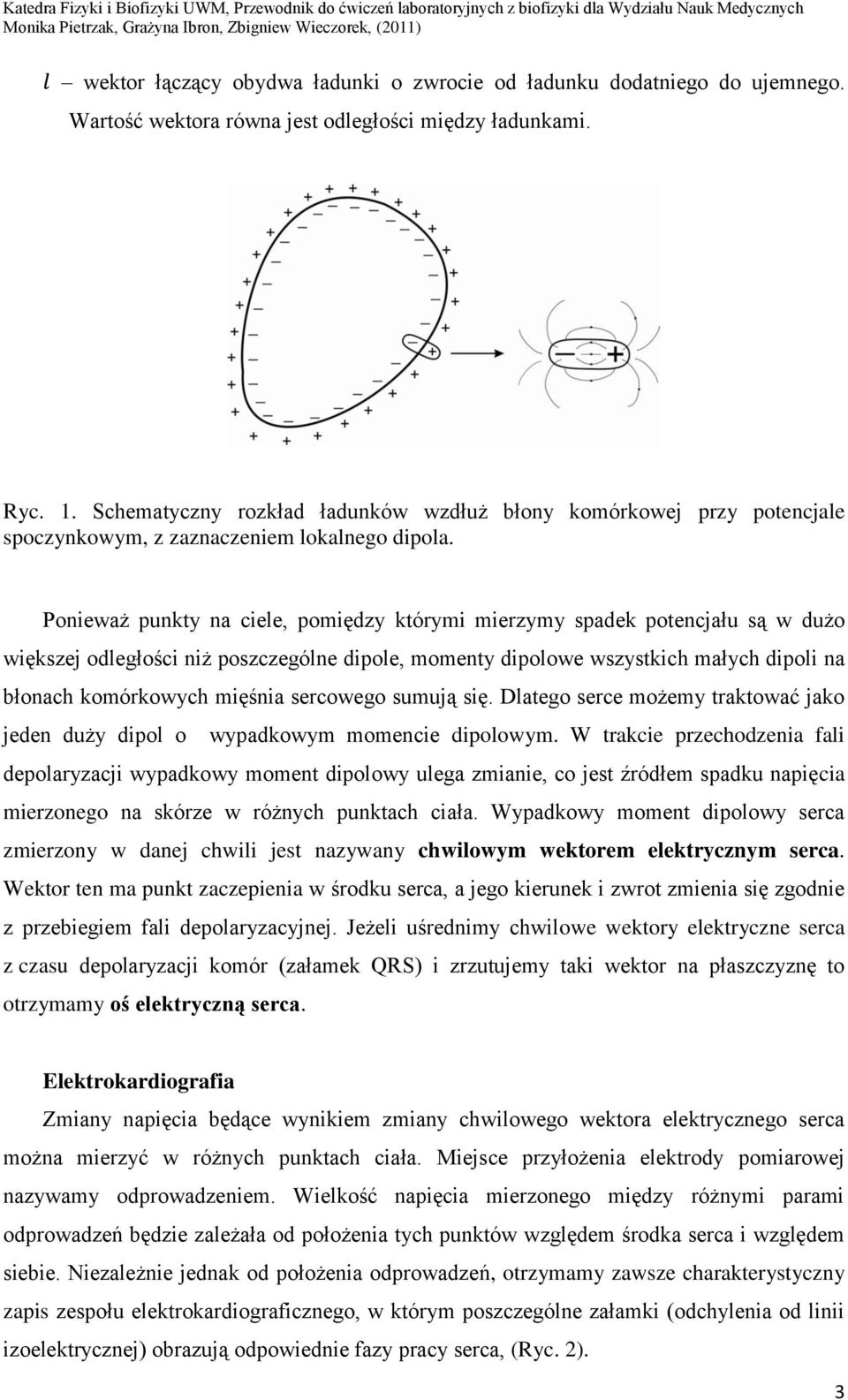 Ponieważ punkty na ciele, pomiędzy którymi mierzymy spadek potencjału są w dużo większej odległości niż poszczególne dipole, momenty dipolowe wszystkich małych dipoli na błonach komórkowych mięśnia