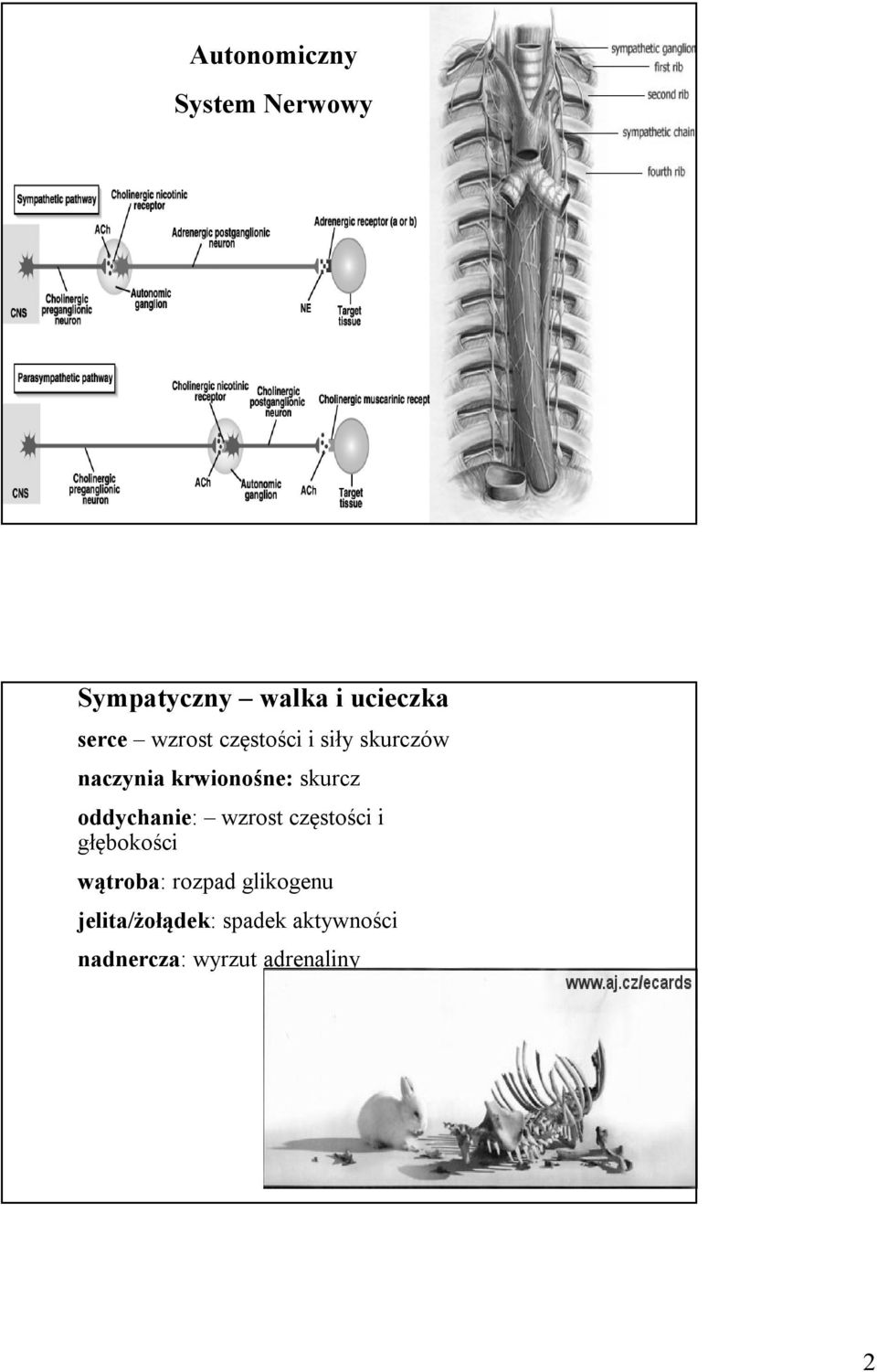 oddychanie: wzrost częstości i głębokości wątroba: rozpad