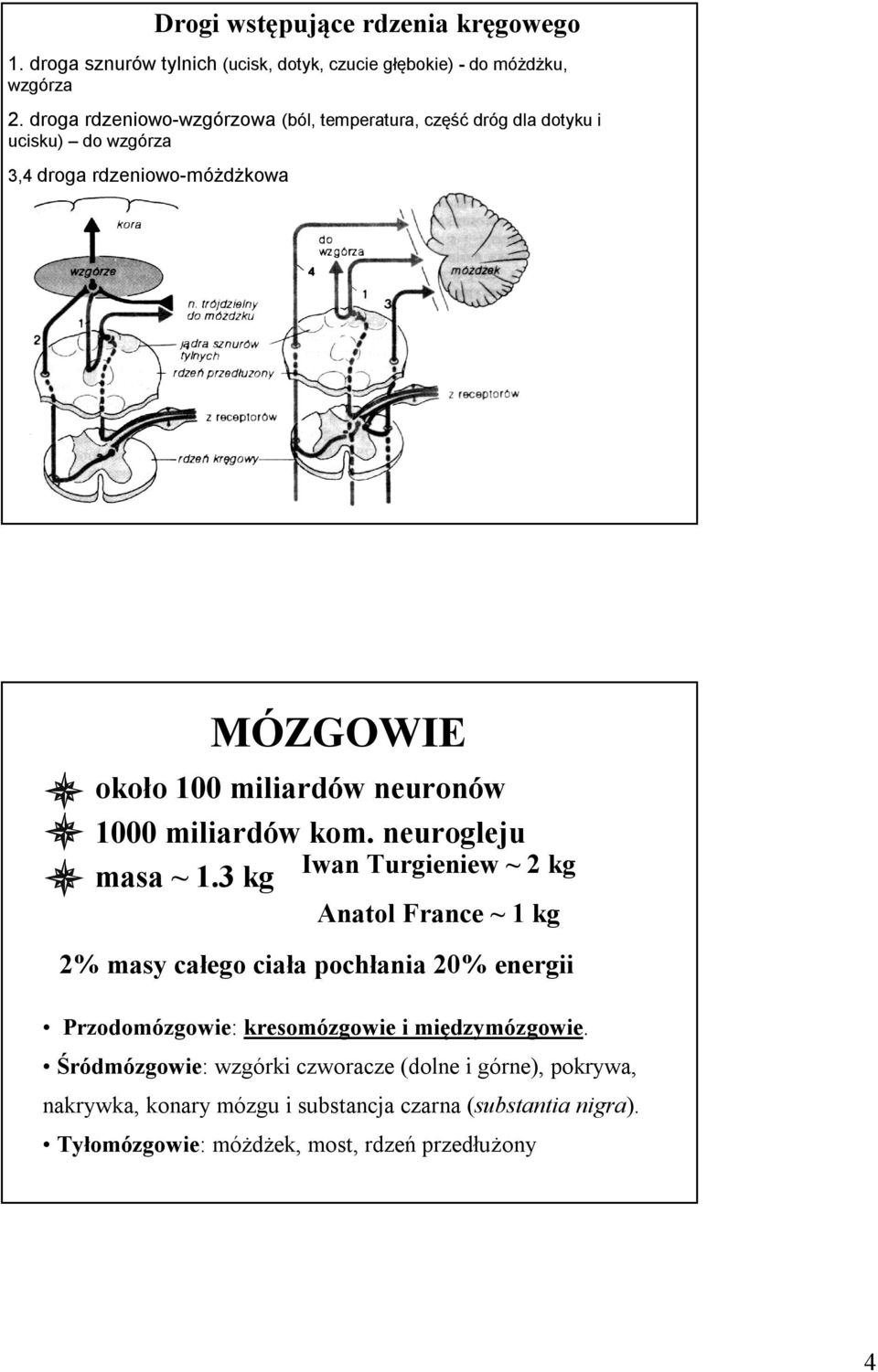 1000 miliardów kom. neurogleju masa ~ 1.