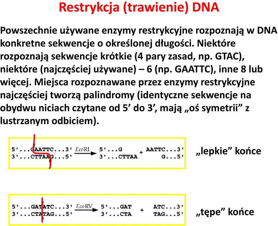 GTAC), niektóre (najczęściej używane) 6 (np. GAATTC), inne 8 lub więcej.