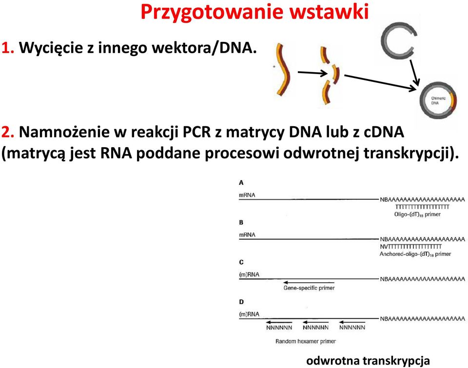 Namnożenie w reakcji PCR z matrycy DNA lub z