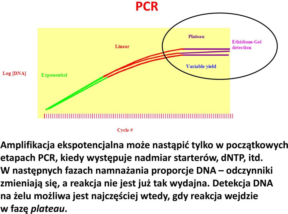 W następnych fazach namnażania proporcje DNA odczynniki zmieniają się, a reakcja