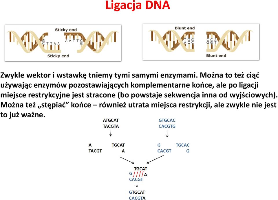 ligacji miejsce restrykcyjne jest stracone (bo powstaje sekwencja inna od