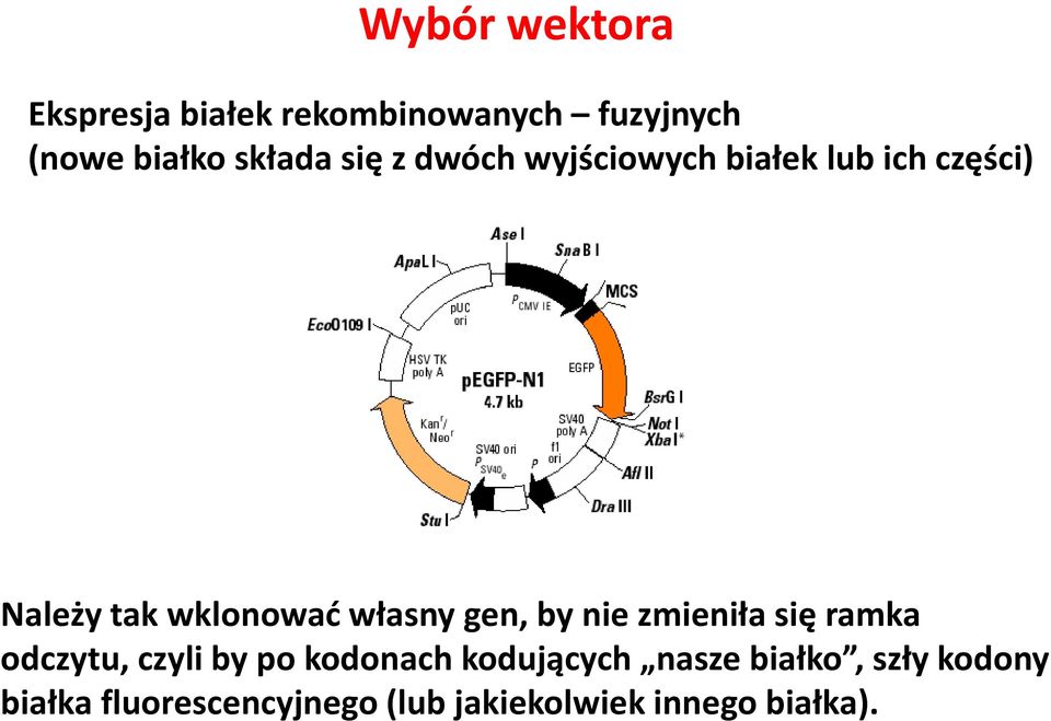 gen, by nie zmieniła się ramka odczytu, czyli by po kodonach kodujących