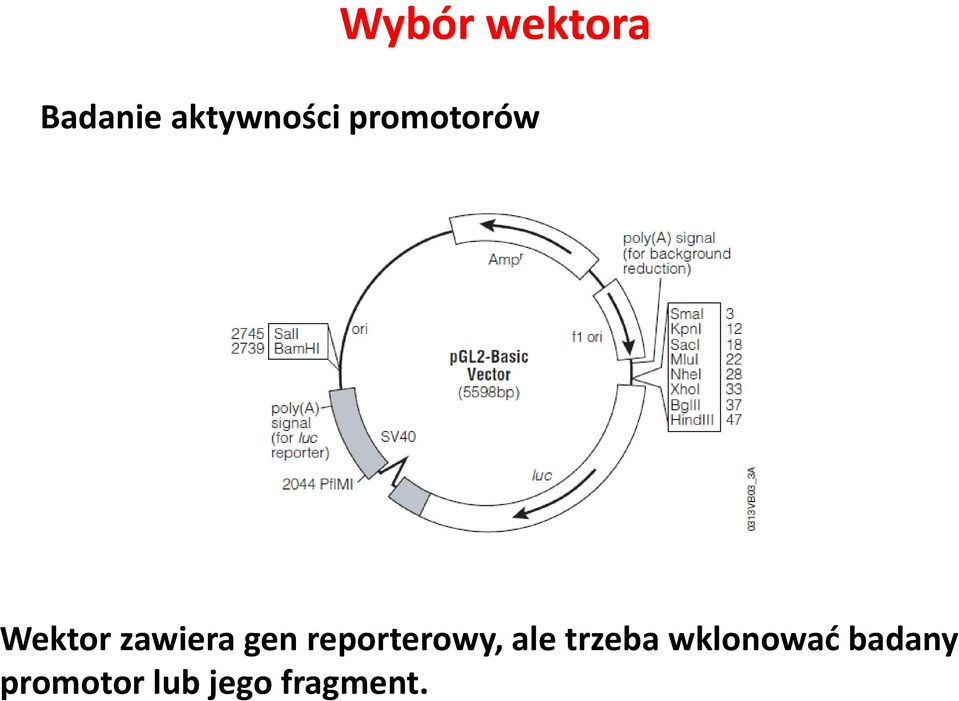 reporterowy, ale trzeba