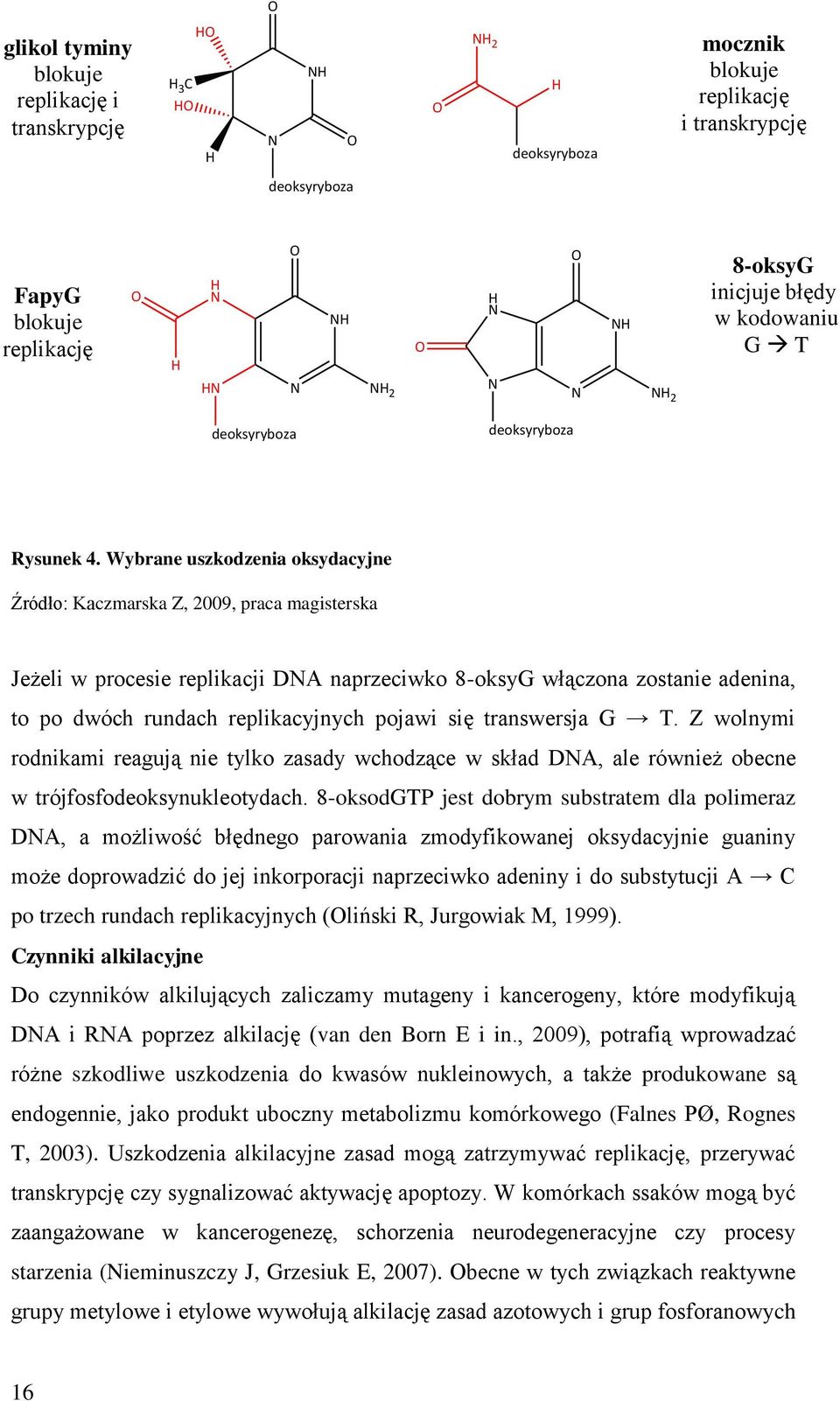 Wybrane uszkodzenia oksydacyjne Źródło: Kaczmarska Z, 2009, praca magisterska Jeżeli w procesie replikacji DNA naprzeciwko 8-oksyG włączona zostanie adenina, to po dwóch rundach replikacyjnych pojawi