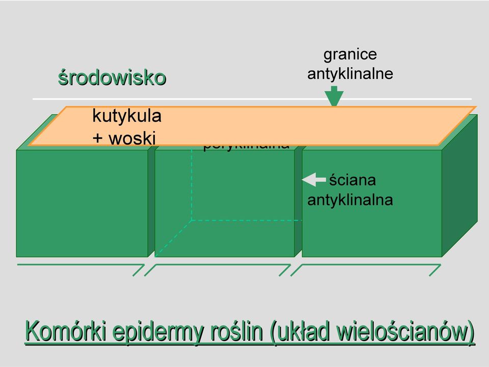 ściana peryklinalna ściana
