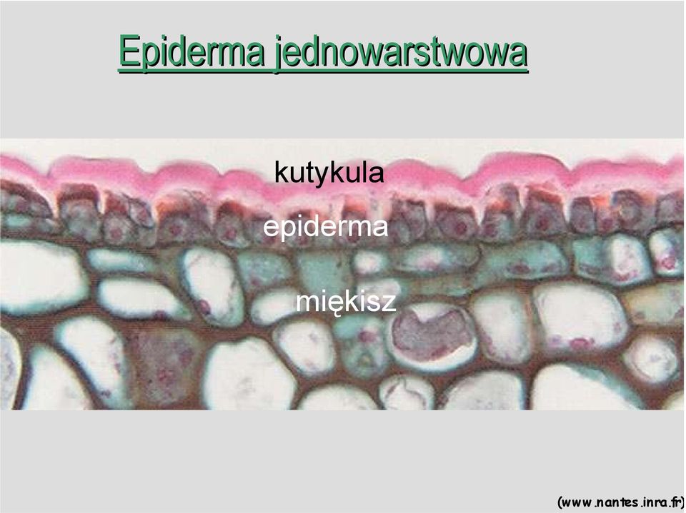 kutykula epiderma