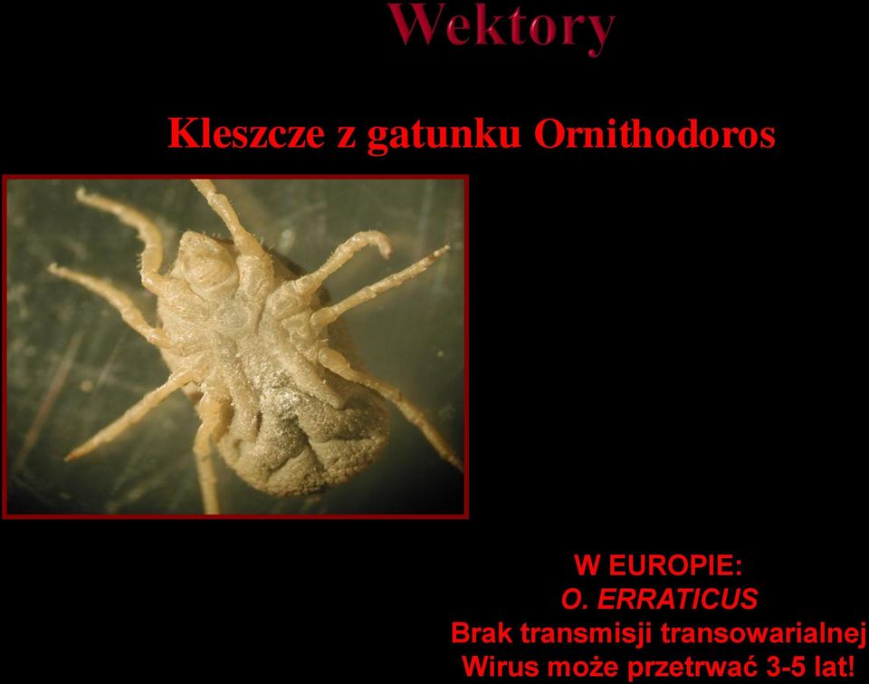 ERRATICUS Brak transmisji