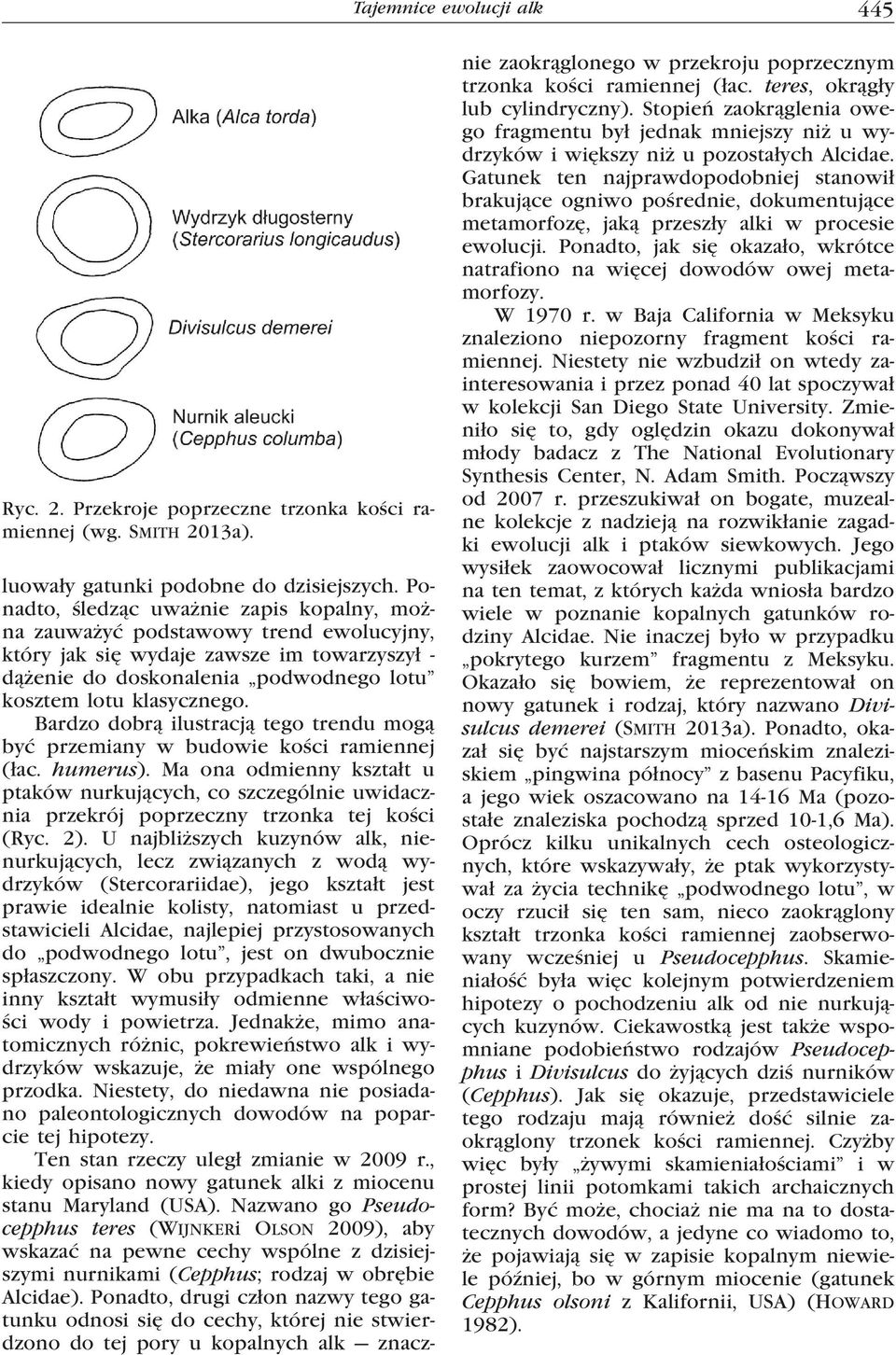 Bardzo dobrą ilustracją tego trendu mogą być przemiany w budowie kości ramiennej (łac. humerus).