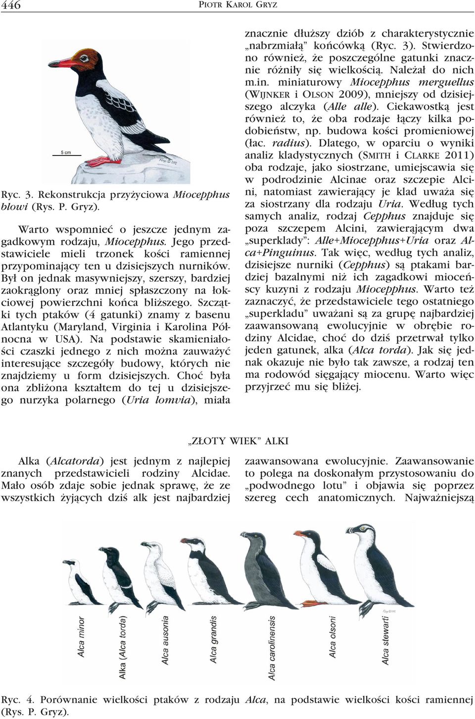 Był on jednak masywniejszy, szerszy, bardziej zaokrąglony oraz mniej spłaszczony na łokciowej powierzchni końca bliższego.