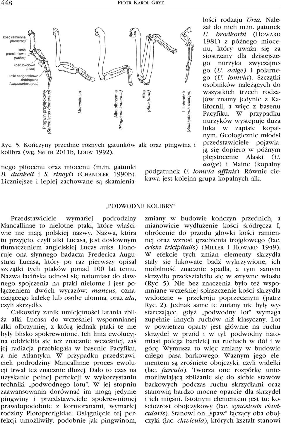 brodkorbi (Howard 1981) z późnego miocenu, który uważa się za siostrzany dla dzisiejszego nurzyka zwyczajnego (U. aalge) i polarnego (U. lomvia).