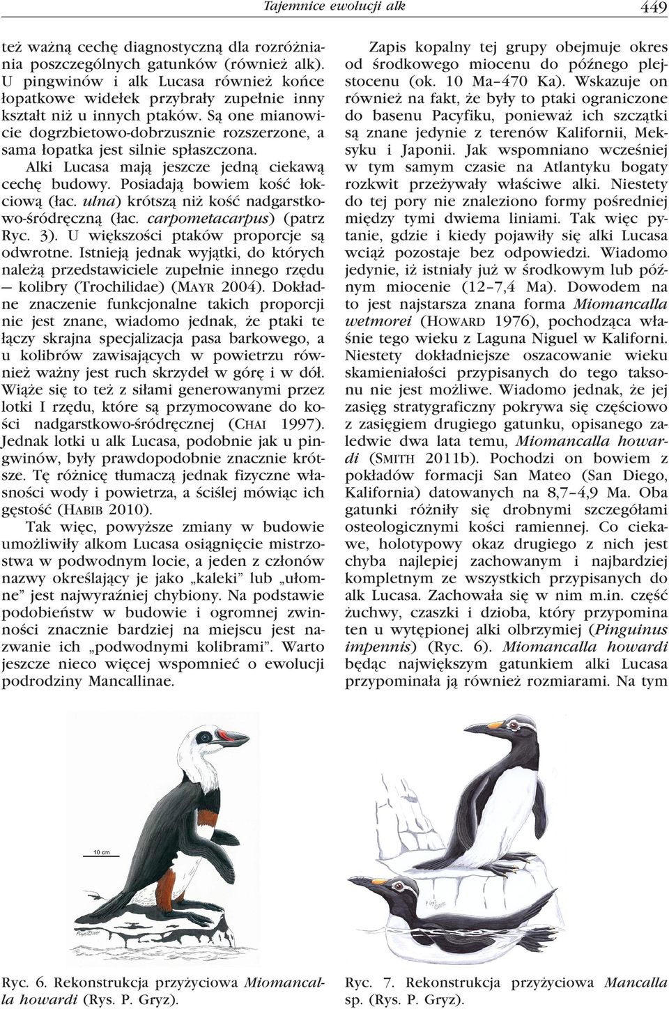 Są one mianowicie dogrzbietowo-dobrzusznie rozszerzone, a sama łopatka jest silnie spłaszczona. Alki Lucasa mają jeszcze jedną ciekawą cechę budowy. Posiadają bowiem kość łokciową (łac.
