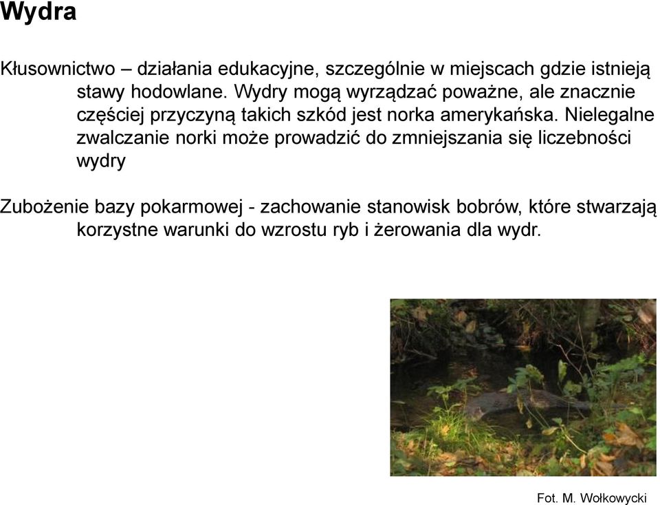 Nielegalne zwalczanie norki może prowadzić do zmniejszania się liczebności wydry Zubożenie bazy