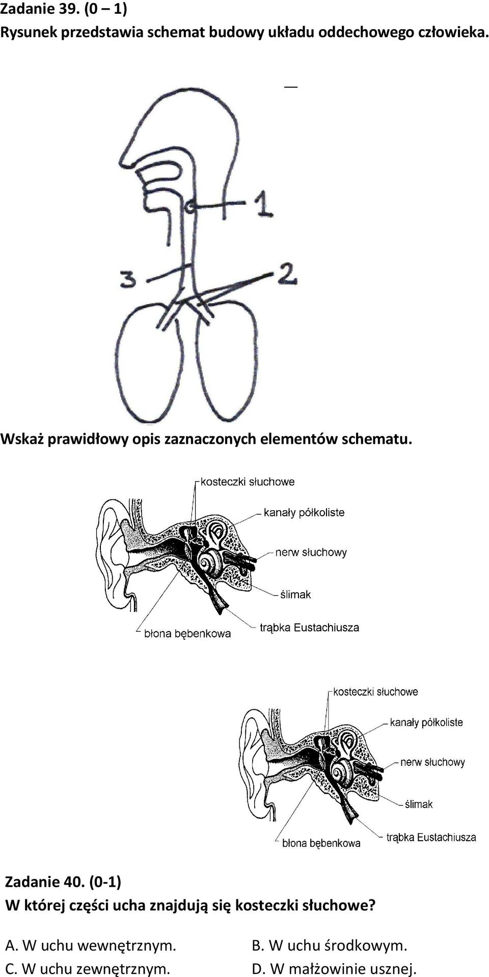 1 krtań, 2 tchawica, 3 oskrzela; C. 1 krtań, 2 oskrzela, 3 tchawica; D. 1- tchawica, 2 oskrzela, 3 krtań.