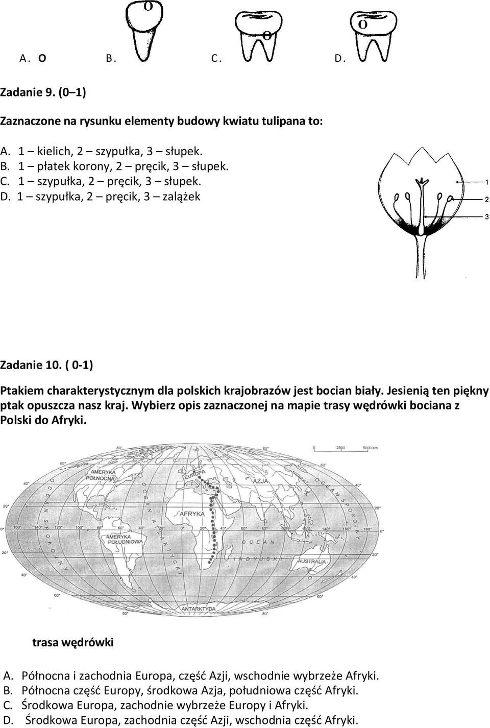 Wybierz opis zaznaczonej na mapie trasy wędrówki bociana z Polski do Afryki. trasa wędrówki A. Północna i zachodnia Europa, część Azji, wschodnie wybrzeże Afryki. B.