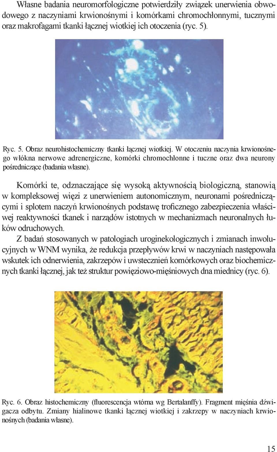 W otoczeniu naczynia krwionośnego włókna nerwowe adrenergiczne, komórki chromochłonne i tuczne oraz dwa neurony pośredniczące (badania własne).