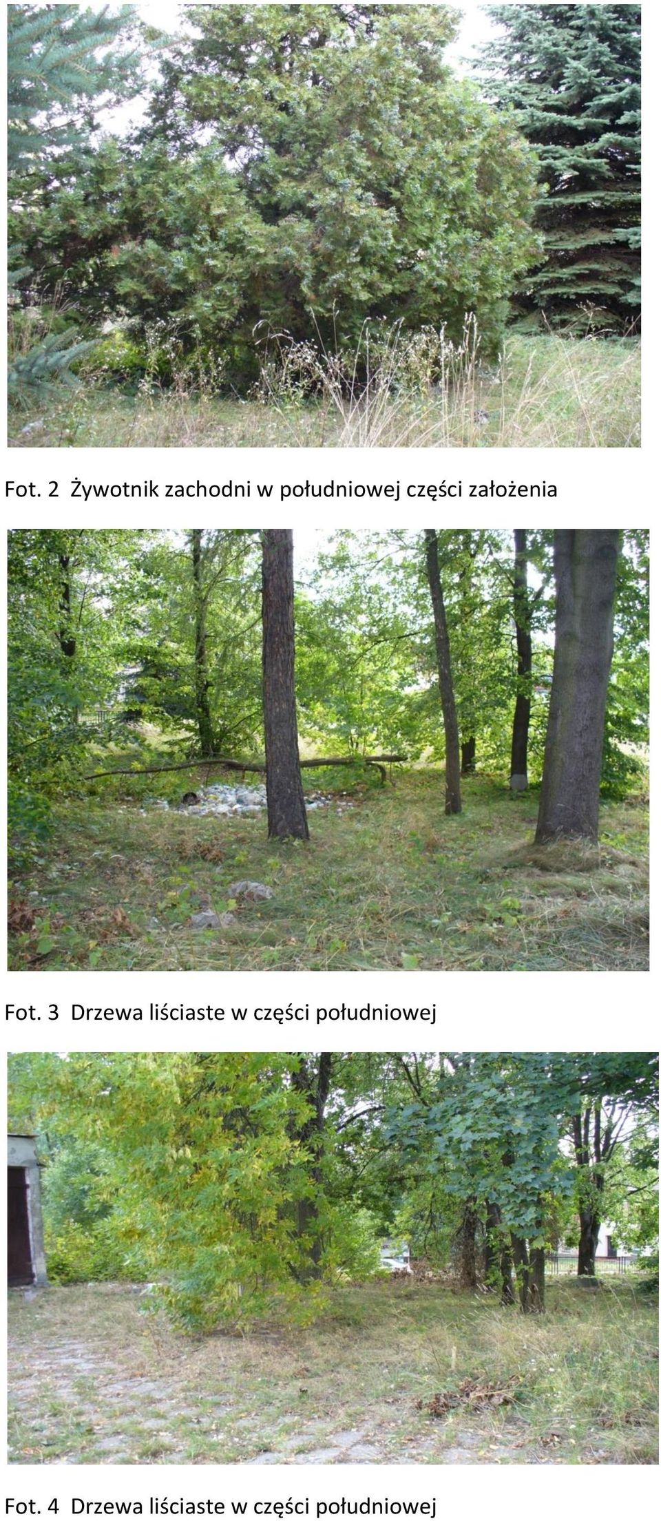 3 Drzewa liściaste w części