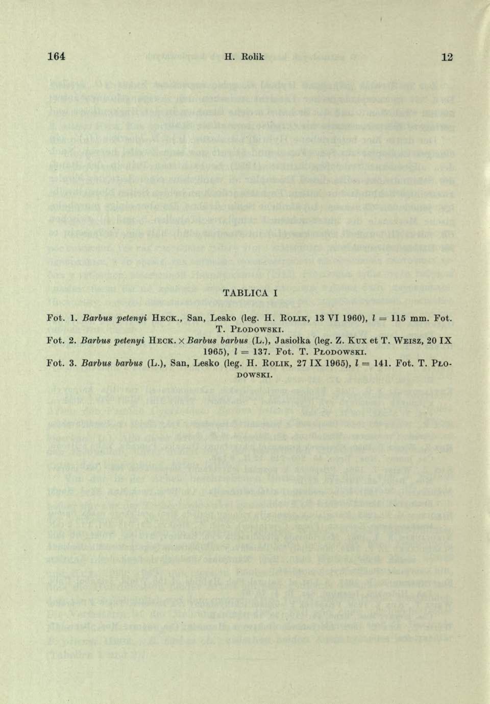 Kux et T. W e i s z, 20 IX 1965), l = 137. Fot. T. P ł o d o w s k i. Fot. 3. Barbus barbus (L.
