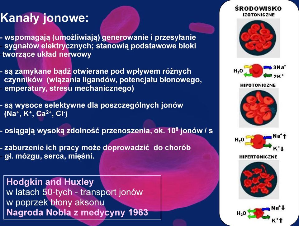 selektywne dla poszczególnych jonów (Na +, K +, Ca 2+, Cl - ) - osiągają wysoką zdolność przenoszenia, ok.