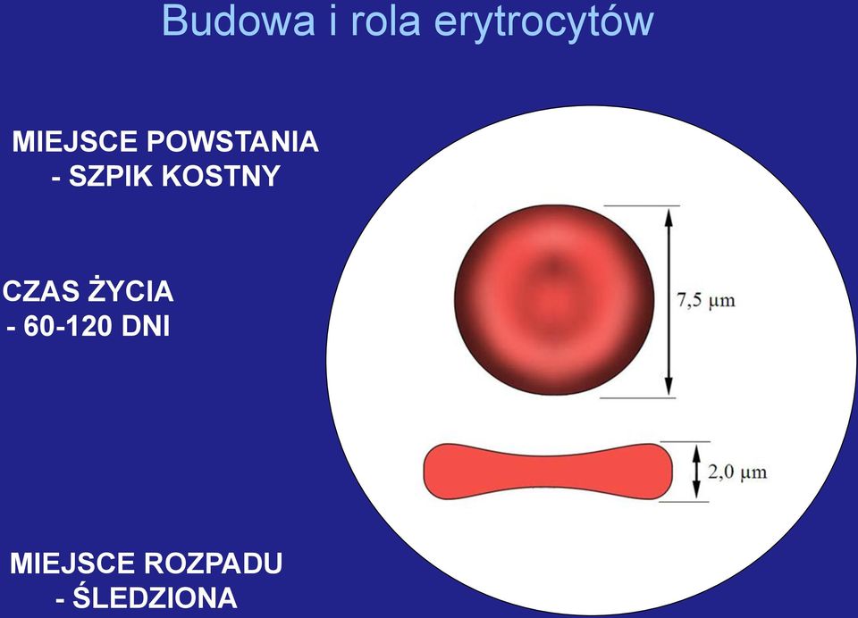 KOSTNY CZAS ŻYCIA - 60-120