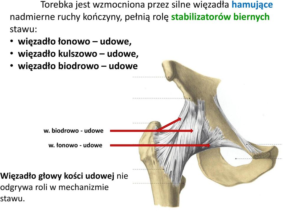 udowe, więzadło kulszowo udowe, więzadło biodrowo udowe w.