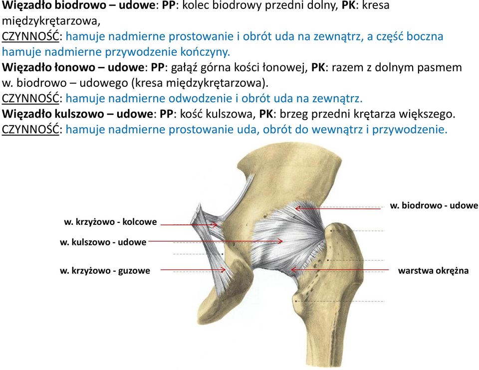 biodrowo udowego (kresa międzykrętarzowa). CZYNNOŚĆ: hamuje nadmierne odwodzenie i obrót uda na zewnątrz.