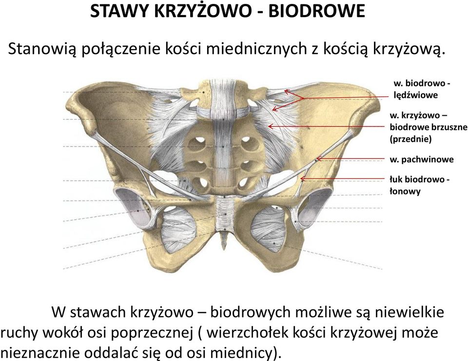 pachwinowe łuk biodrowo - łonowy W stawach krzyżowo biodrowych możliwe są niewielkie