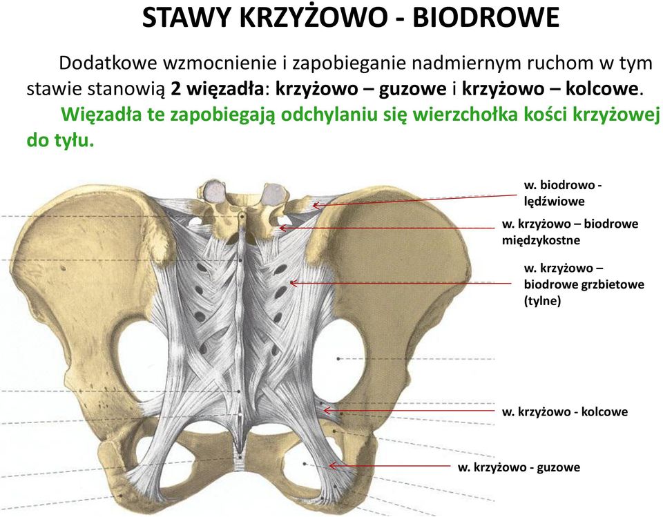 Więzadła te zapobiegają odchylaniu się wierzchołka kości krzyżowej do tyłu. w. biodrowo - lędźwiowe w.