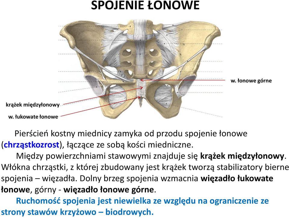 Między powierzchniami stawowymi znajduje się krążek międzyłonowy.