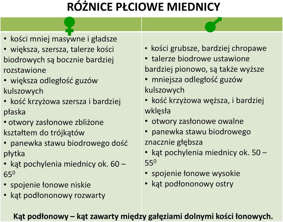 60 65 0 spojenie łonowe niskie kąt podłononowy rozwarty kości grubsze, bardziej chropawe talerze biodrowe ustawione bardziej pionowo, są także wyższe mniejsza odległość guzów kulszowych