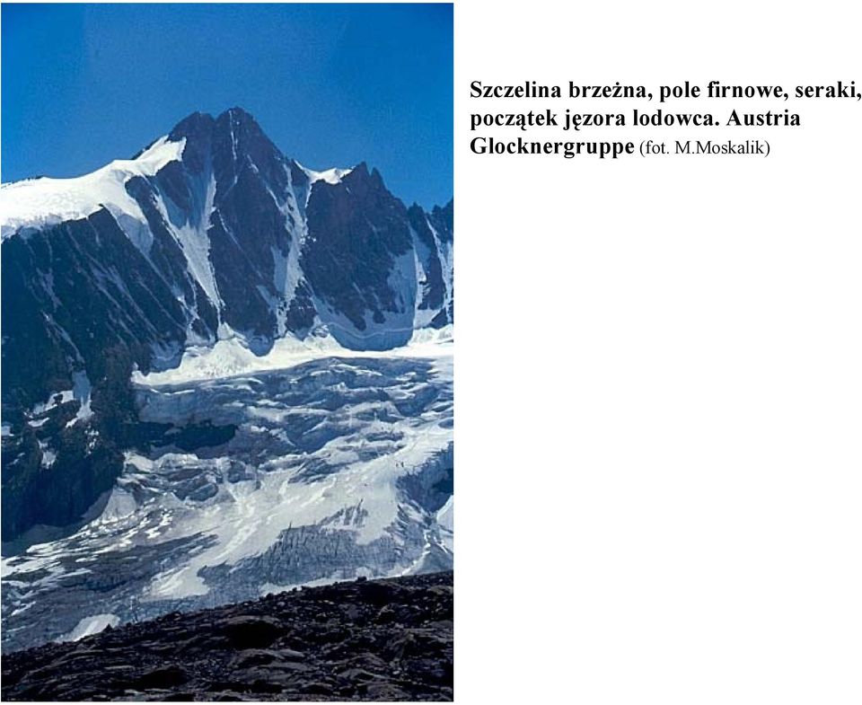 jęzora lodowca.