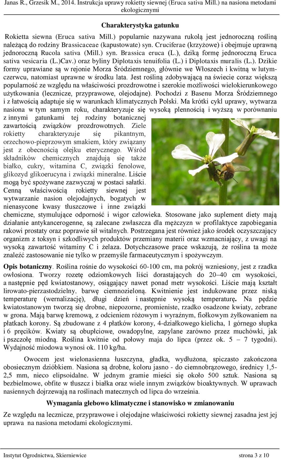 ) i Diplotaxis muralis (L.). Dzikie formy uprawiane są w rejonie Morza Śródziemnego, głównie we Włoszech i kwitną w lutymczerwcu, natomiast uprawne w środku lata.