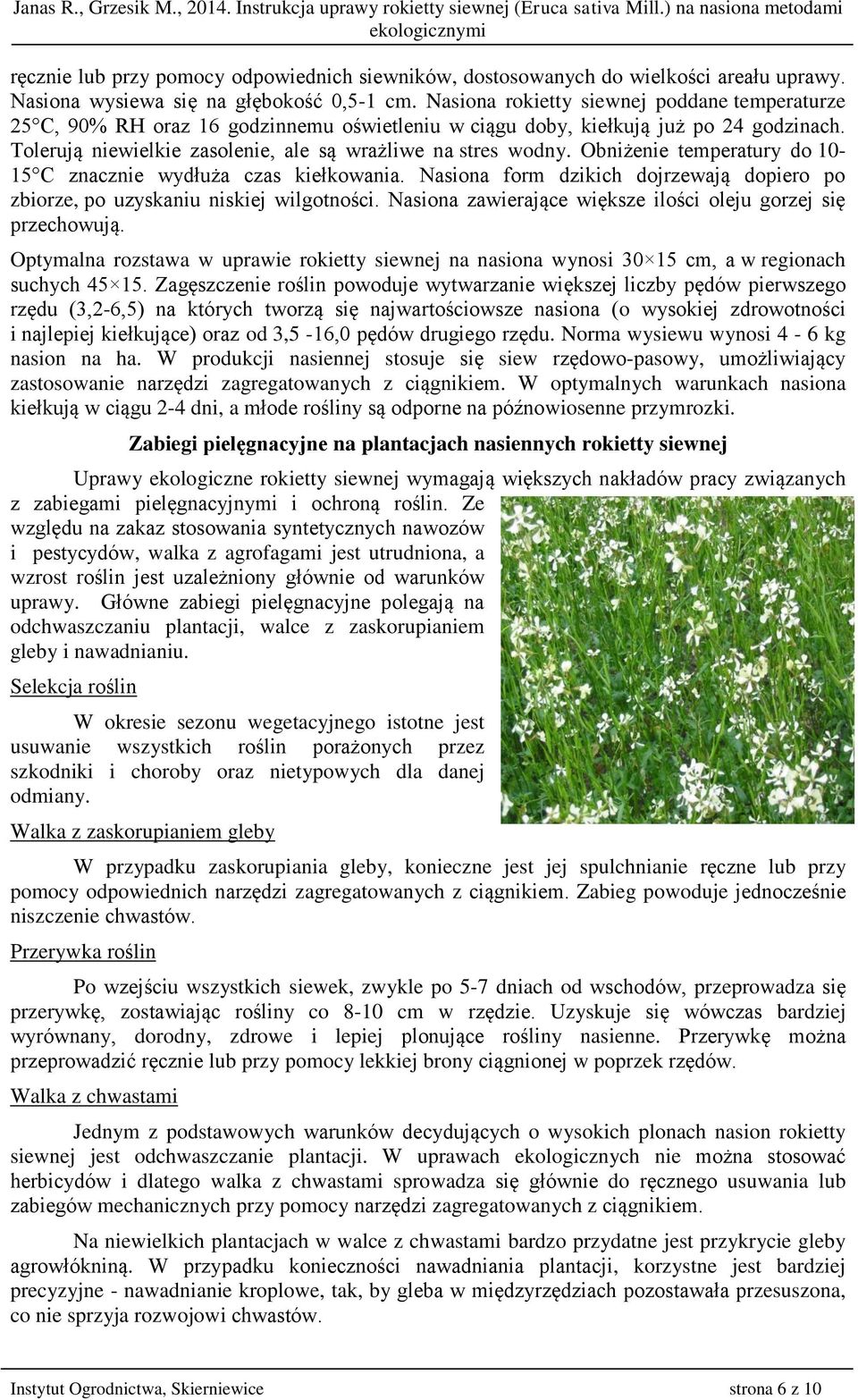 Obniżenie temperatury do 10-15 C znacznie wydłuża czas kiełkowania. Nasiona form dzikich dojrzewają dopiero po zbiorze, po uzyskaniu niskiej wilgotności.