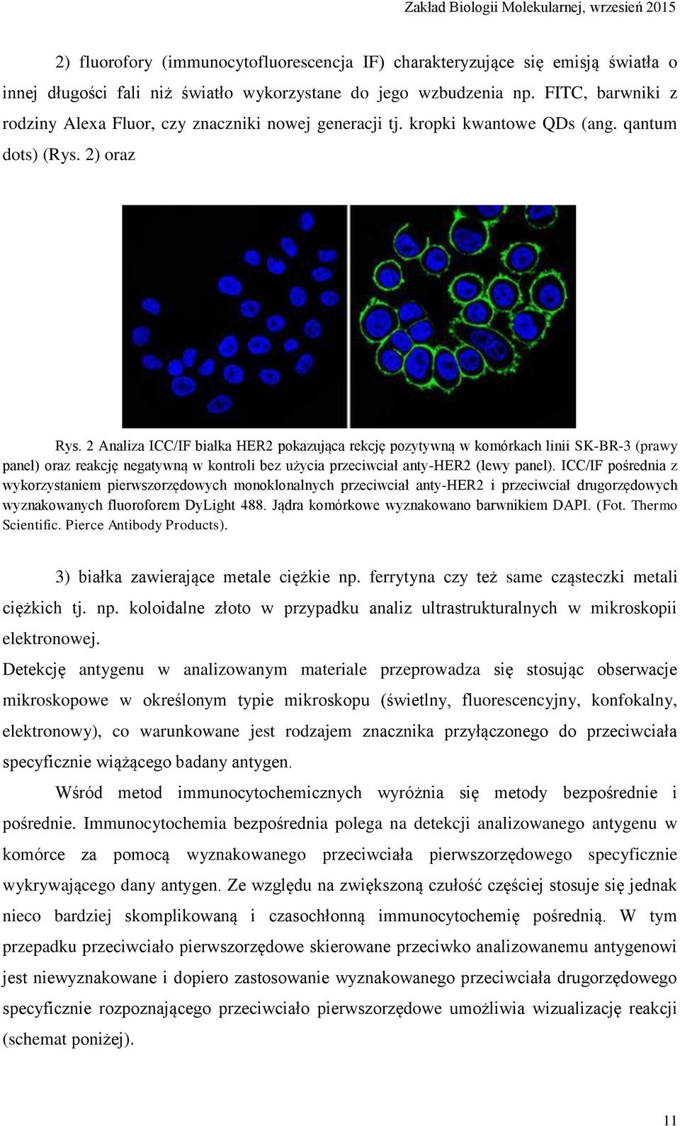 2 Analiza ICC/IF białka HER2 pokazująca rekcję pozytywną w komórkach linii SK-BR-3 (prawy panel) oraz reakcję negatywną w kontroli bez użycia przeciwciał anty-her2 (lewy panel).