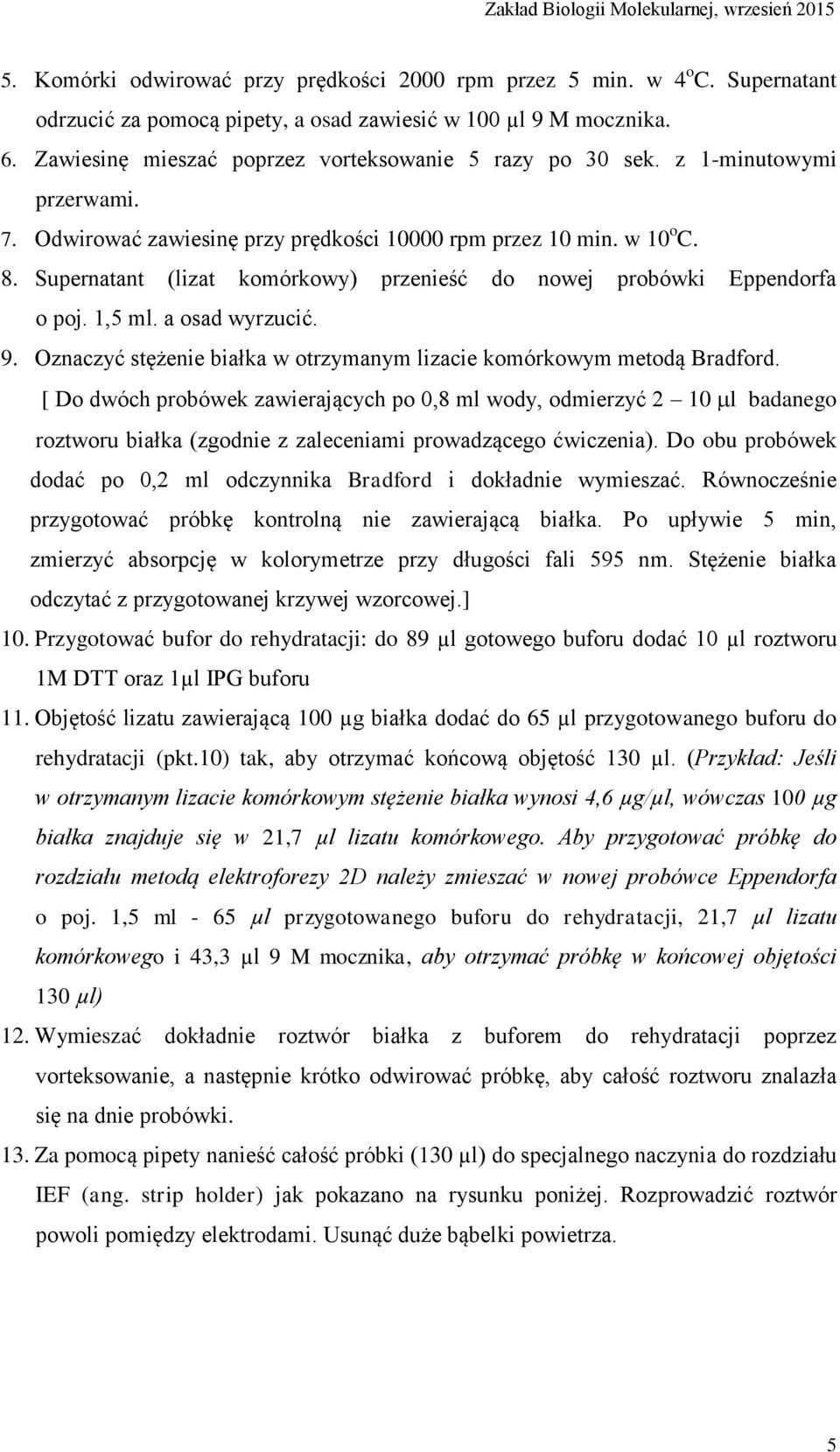 Supernatant (lizat komórkowy) przenieść do nowej probówki Eppendorfa o poj. 1,5 ml. a osad wyrzucić. 9. Oznaczyć stężenie białka w otrzymanym lizacie komórkowym metodą Bradford.