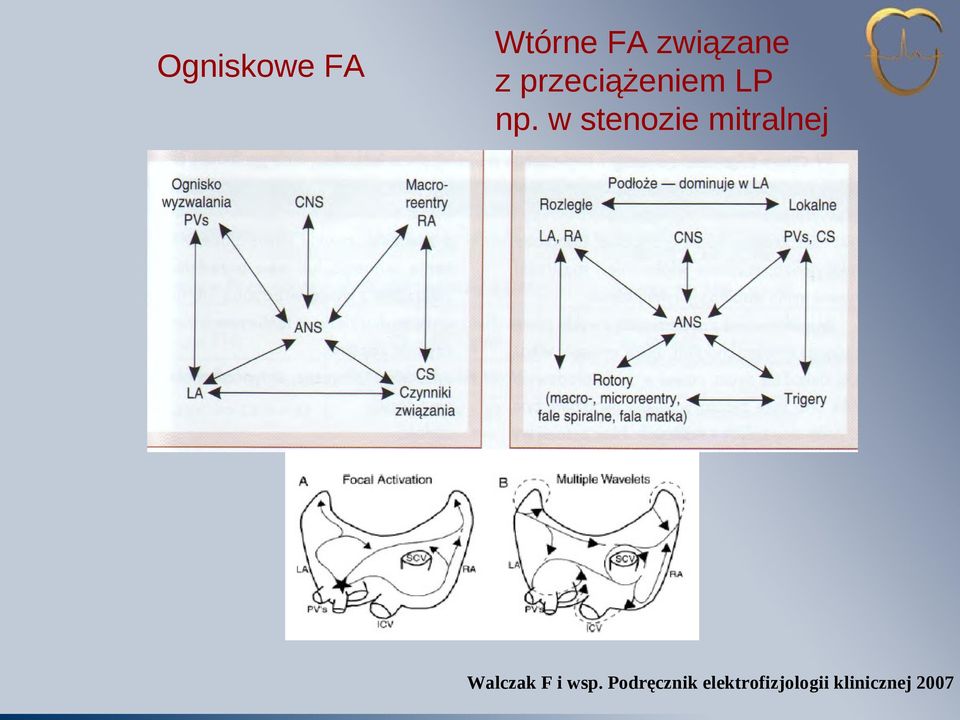 w stenozie mitralnej Walczak F i