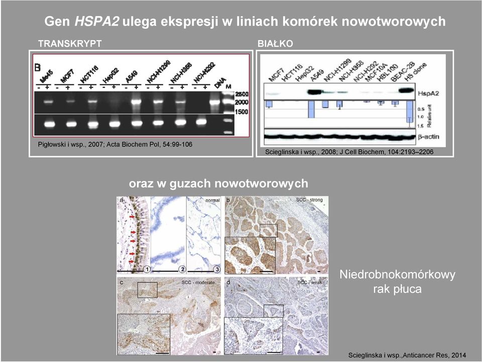 , 2007; Acta Biochem Pol, 54:99-106 Scieglinska i wsp.